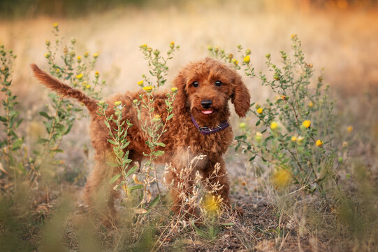 Funny red toy poodle standing full body with adorable goofy expression