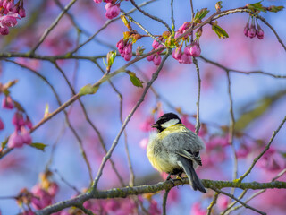 Great tit bird in a pink flowering cherry tree © manfredxy