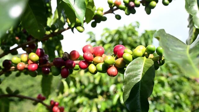 Coffee cherries ripening on a branch in a plantation, video 4k real time