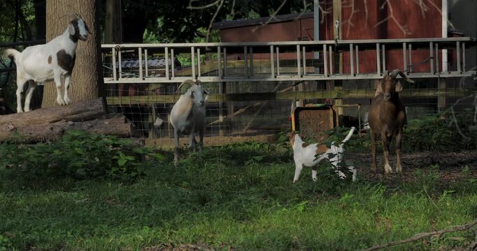 Goats and fox hound in a standoff 