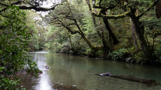 rivi&egrave;re &agrave; Fiordland National Park