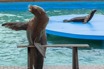 Sea lions resting beside and in a pool of clear blue water, with one animal prominently positioned in the foreground and another in the background. © LifeReflections