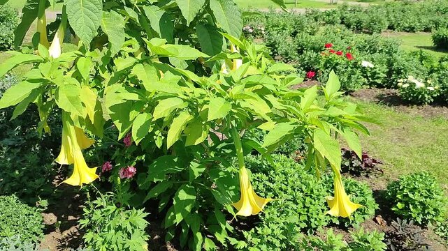 Yellow brugmansia angel trumpet flowers hanging on bush in summer garden. Blooming datura plant swaying in wind. Ornamental poisonous flower in landscaped park.