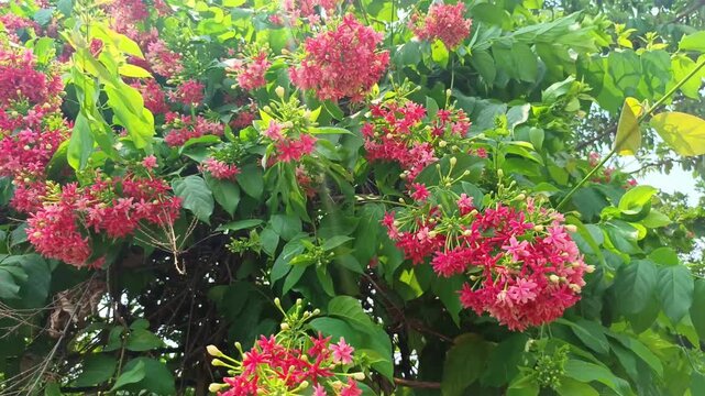 Static shot of blooming red rangoon creeper flowers in garden
