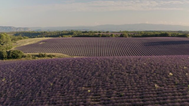 High angle drone shot panning across expansive purple lavender fields bathed in warm evening light