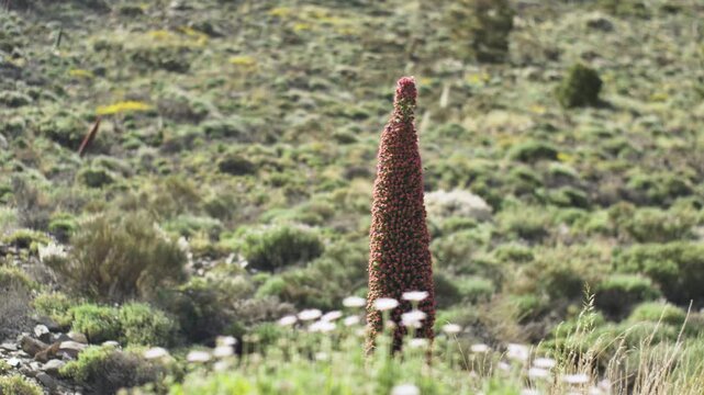 Tajinaste en el Teide