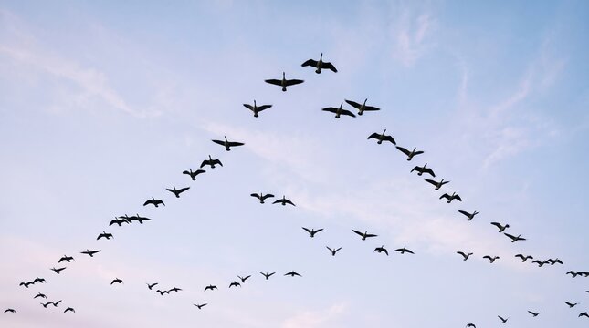 Flock of birds flying in V formation across sky