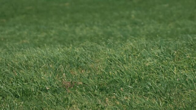 Wind Blowing Across a Gentle Grassland