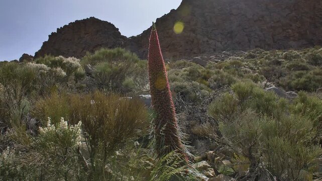 Tajinaste en el Teide