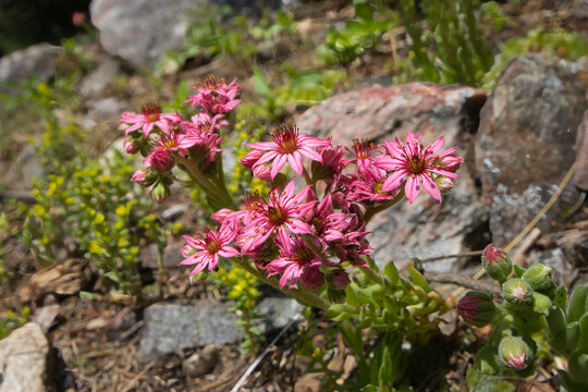 The cobweb house-leek, Sempervivum arachnoideum, is a flowering plant and native to European mountains.