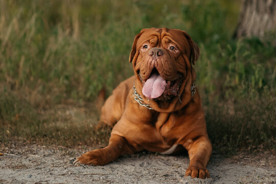 Bordeaux dog lying outdoors, French mastiff on the grass.