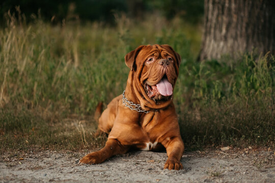 Bordeaux dog lying outdoors, French mastiff on the grass.