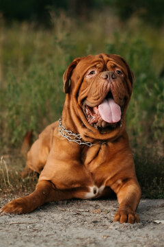 Bordeaux dog lying outdoors, French mastiff on the grass.