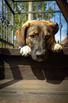 Cute mongrel dog resting head on wooden stairs outdoors looking at camera