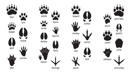 Naklejka premium Wildlife Animal Track Identification Paw Prints Silhouettes Set, Black wildlife track silhouettes, Labeled animal footprint vector set for educational nature guides, panda, hyena, squirrel, donkey.