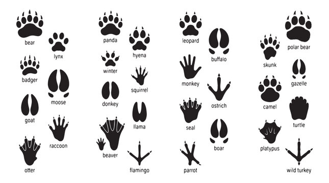 Wildlife Animal Track Identification Paw Prints Silhouettes Set, Black wildlife track silhouettes, Labeled animal footprint vector set for educational nature guides, panda, hyena, squirrel, donkey.