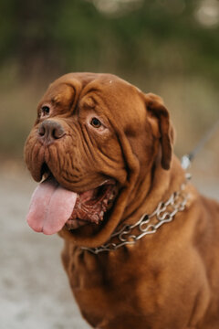 Close-up portrait of Dogue de Bordeaux showing tongue, happy French mastiff outdoors.
