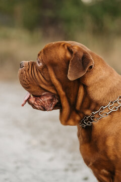 Close-up portrait of Dogue de Bordeaux showing tongue, happy French mastiff outdoors.