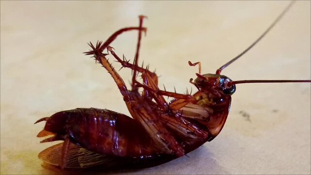 Close-up footage of a cockroach crawling on a floor surface, capturing its natural movement and detailed body