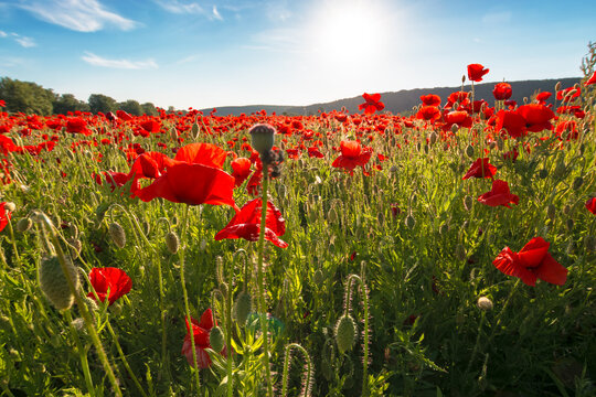 landscape poppy field at sunset. mountainous countryside scenery with red bloom
