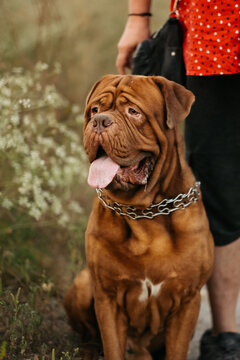 Dogue de Bordeaux sitting next to owner, portrait of large French mastiff dog with tongue hanging out outdoors.