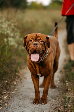 Dogue de Bordeaux sitting next to owner, portrait of large French mastiff dog with tongue hanging out outdoors.