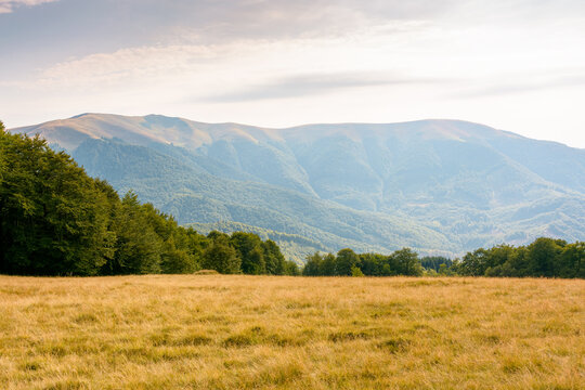 mountain landscape of ukraine. alpine grassy meadow and deciduous forest on the hill. late summer nature background for carpathian adventures