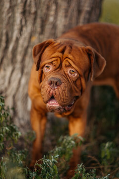 French mastiff dog peeing on tree trunk outdoors in field at sunset