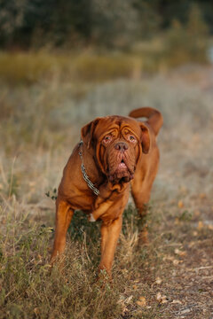 French mastiff sitting on the ground outdoors in a park