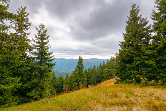 hill with coniferous forest on a meadow in mountains of Ukraine. Synevyr national park landscape, Transcrpathia in autumn. spruce trees under and overcast sky. view in to thee valley