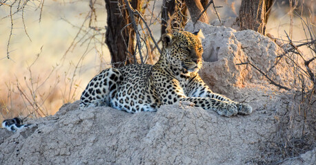 leopard in the bush © Yash_Sangle