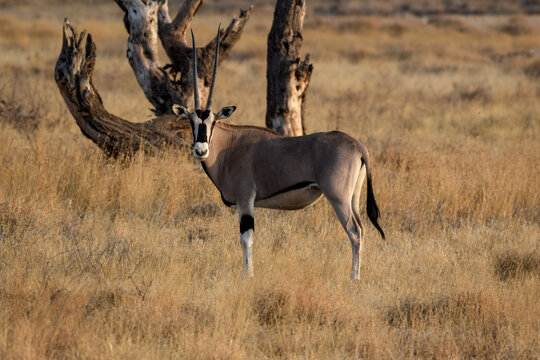 Oryx 