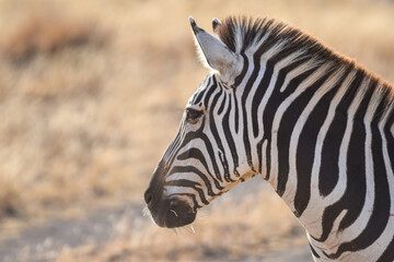 zebra in the wild © Yash_Sangle