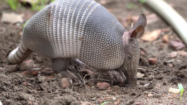 Nine-Banded Armadillo Foraging in Dirt Soil - 4K Close Up Wildlife