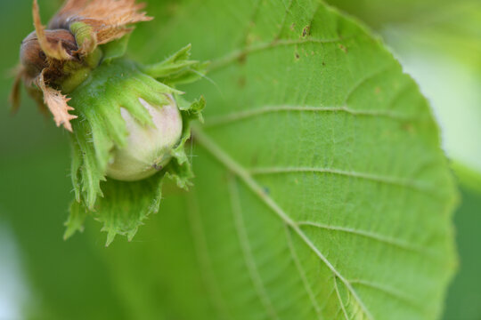 Green wild hazelnut growing on a tree branch closeup.