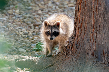 A raccoon standing next to a tree in full daylight, looking curiously toward the camera. The image highlights the animal’s posture, facial expression, and in an urban environment. © frank schrader