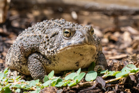 Close‑Up Low‑Angle Toad Looking at Camera