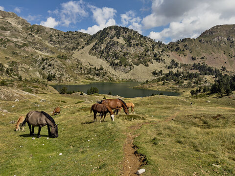 Id&iacute;lica imagen de la naturaleza donde varios caballos pastan libremente junto a un lago en las altas monta&ntilde;as.
