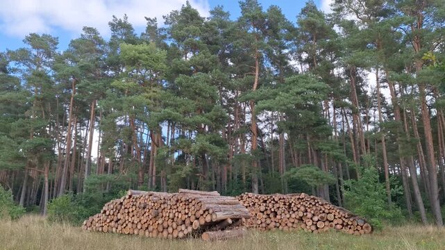 Stack of cut logs at the edge of a pine forest