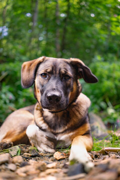 Cute dog lying on ground in green forest looking at camera