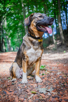 Happy dog sitting on forest path with tongue out