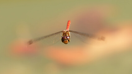 une libellule rouge (Sympetrum, sanguineum) en vol et en gros plan © fzrmailbox