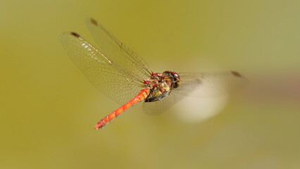 une libellule rouge (Sympetrum, sanguineum) en vol et en gros plan © fzrmailbox