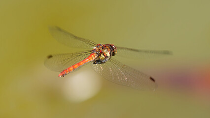 une libellule rouge (Sympetrum, sanguineum) en vol et en gros plan © fzrmailbox