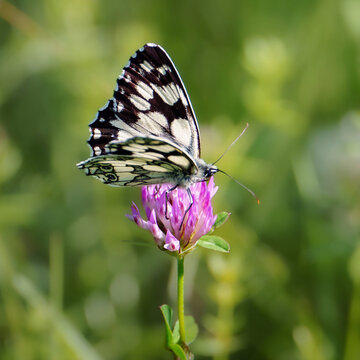 Marbled white butterfly (Melanargia galathea) resting on a purple clover flower, close-up side view with soft blurred green background.