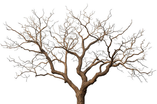 Wide leafless tree with dense branching crown