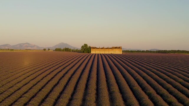 Aerial shot of a solitary stone building surrounded by blooming lavender fields in the French countryside