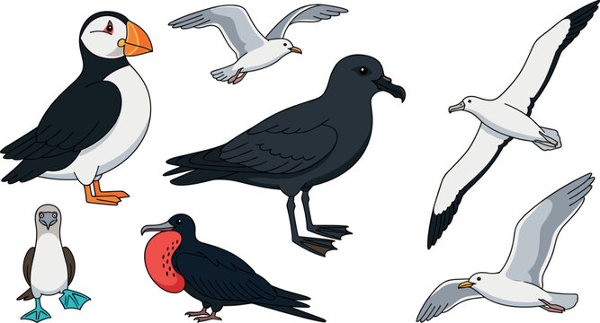 Wild marine birds vector set with Atlantic puffin flying seagulls albatross blue footed booby and frigatebird