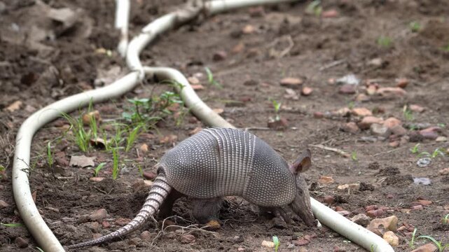 Nine-Banded Armadillo Walking Away and Digging Dirt Soil - 4K Wildlife