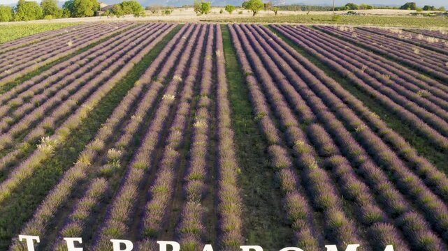 Aerial drone view of straight lavender field rows at sunset near a historic stone village, Provence